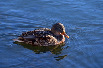 Wild ducks live on a lake in a residential area of Kiev