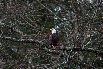 Bald Eagle sitting on branch on tree