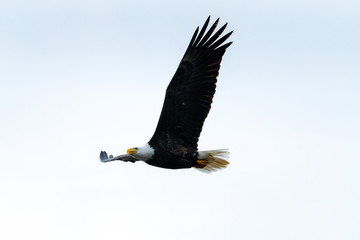 Close-up of Bald Eagle in flight in Canada - 307543823