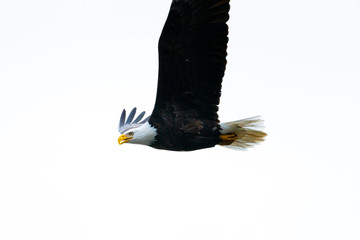 Close-up of Bald Eagle in flight in Canada - 307543837