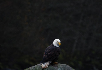 Close-up of Bald Eagle sitting on rocks next to the river while raining on cloudy day