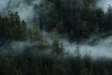 Dark and dramatic scene with fog and clouds above forest in Canada - 307544068