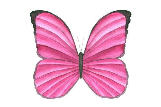 Watercolor pink butterfly isolated on white background. Tropical butterfly for design cards, invitations, children’s wear. Butterfly art poster. Realistic style.