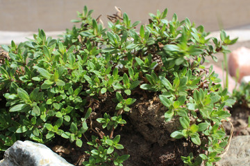 fresh juicy green leaves of thyme plant shoots grow in rocks
