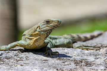 Black spiny-tailed Iquana (Ctenosaura similis)  female sunning on a rock