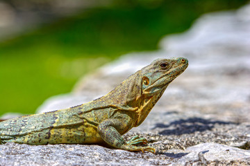 Black spiny-tailed Iquana (Ctenosaura similis)  female sunning on a rock