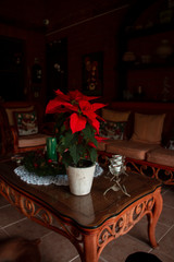 Red Plant Table
