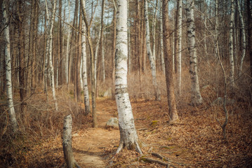 Obraz premium Birch trees forest at winter.