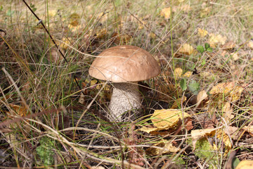 edible mushrooms in a large Syrym boletus in the grass the stretch avatcha