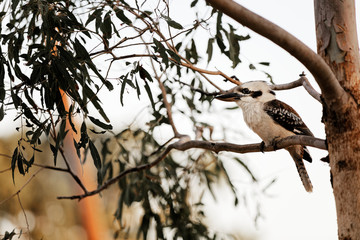 Australian Kookkaburra sitting in Gum tree