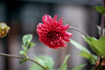 Flowers of different colours and species