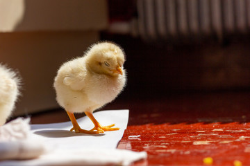 little chick