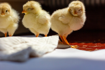 two chicks