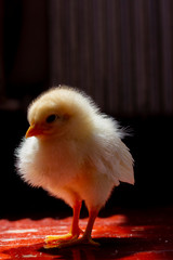 little yellow chick