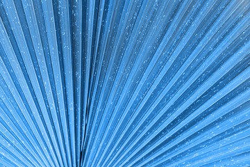 Close up of Vivid Tropical Blue Leaf Texture. Trendy color of 2020