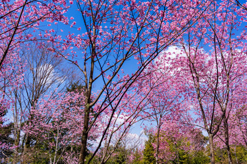 Obraz na płótnie Canvas This is Oukaen garden in Sakyo Ward, Kyoto. It is a place where pink cherry blossoms are very beautiful.