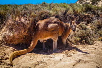 Resting Red Kangaroo at Pilgramunna Beach, Ningaloo Marine Park, Western Australia, Australia