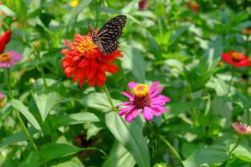 Beautiful butterflies on zinnia flowers in the garden.