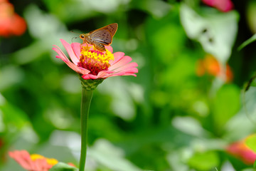 Beautiful butterflies on zinnia flowers in the garden.