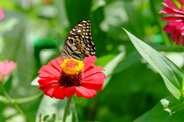 Beautiful butterflies on zinnia flowers in the garden.