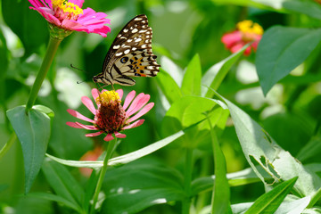 Beautiful butterflies on zinnia flowers in the garden.