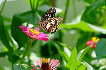 Beautiful butterflies on zinnia flowers in the garden.