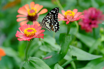 Fototapeta premium Beautiful butterflies on zinnia flowers in the garden.