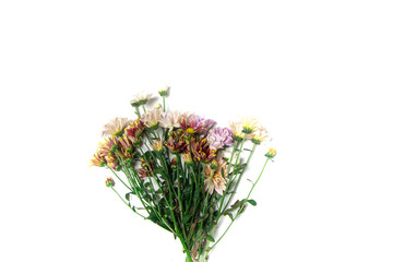 colorfull flowers on a white background ,copy space