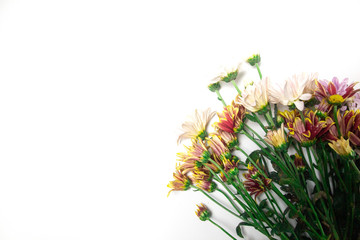 colorfull flowers on a white background ,copy space