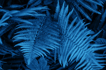 Blue fern leaves texture