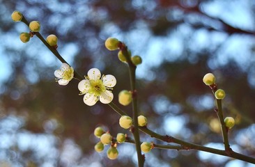 Cherry blossom detail