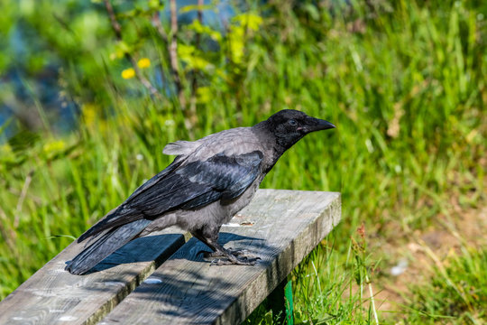 Closeup of Carrion Crow [Corvus corone]