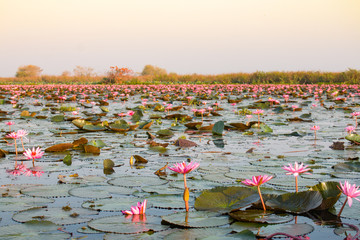The sea of red lotus or Talay Bua Daeng at Nong Han Lake national park, Udon Thani, Thailand.