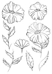 Set of flowers and floral elements. Flowers, stems, leaves. Graphics. Isolated from the background. Hand drawn