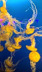 jellyfish in blue water