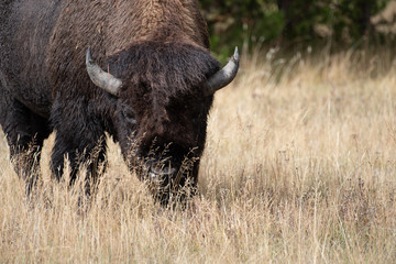 Bison
