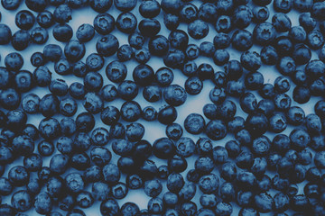 Blueberries. Blue background. Trend of the year.