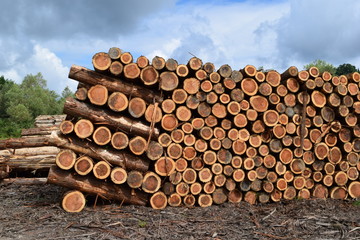 切り出された杉の丸太