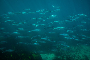 School of Australian Salmon (Arripis trutta) in the ocean © Illia