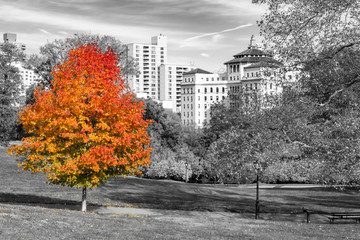 Colorful fall tree with red and orange leaves in a black and white landscape scene in Central Park, New York City