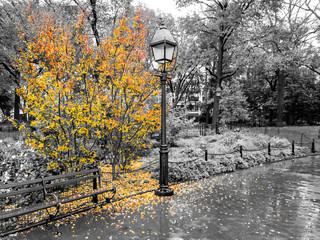 Fototapety  Kolorowe jesienne drzewo z liśćmi pokrywającymi ziemię w czarno-białym krajobrazie w Washington Square Park, Nowy Jork