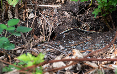 Common Garter Snake