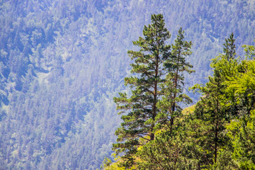 Altay Chemal beautiful mountains, green trees, pines, breathtaking views, landscapes and panoramas Russia