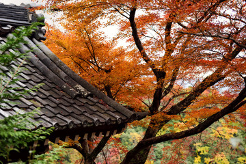 Colorful of maple forest at autumn season in Arashiyama, Kyoto, Japan