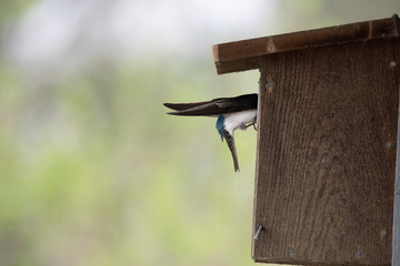 Tree Swallow