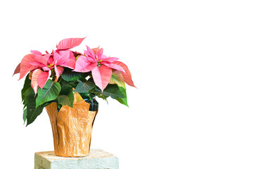 Christmas poinsettia in pot with copy space