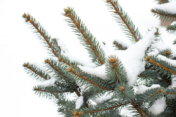 Naklejka na ściany i meble Coniferous tree covered white snow. Winter time