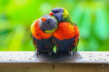 Rainbow lorikeets preening after the rain.