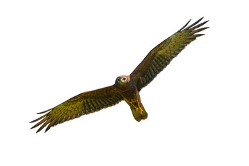 Pied Harrier flying isolated on white background, adult female