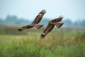 Pair of Black kite or Pariah kite flying on green background